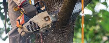 Best Hazardous Tree Removal  in Coyne Center, IL