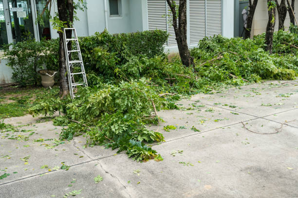 Best Organic Lawn Care Solutions  in Coyne Center, IL