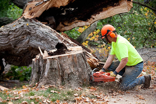 Best Emergency Tree Removal  in Coyne Center, IL